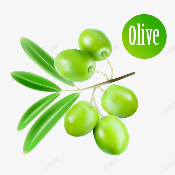 绿油油的橄榄果子png免抠素材_新图网 https://ixintu.com 果实 植物 橄榄 橄榄枝 橄榄油 绿色