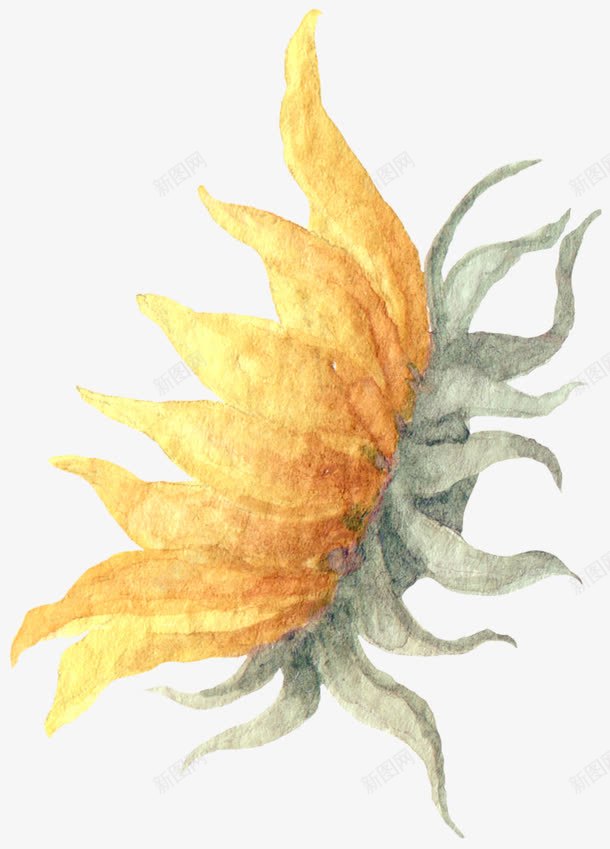 黄色花朵png免抠素材_新图网 https://ixintu.com 向日葵 小黄花 花朵 葵花 葵花籽 黄色花朵