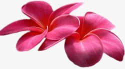 大红花瓣植物素材