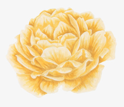 水彩手绘黄色花朵素材