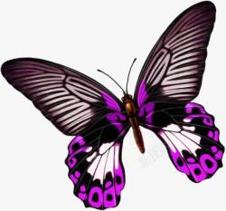 紫色蝴蝶唯美素材
