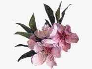 粗糙粉色开放花朵png免抠素材_新图网 https://ixintu.com 开放 粉色 粗糙 花朵