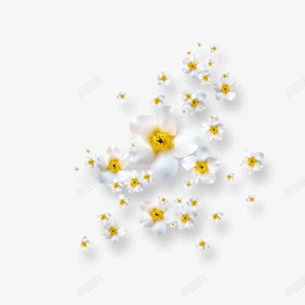 创意合成效果摄影白色的小花png免抠素材_新图网 https://ixintu.com 创意 合成 摄影 效果 白色