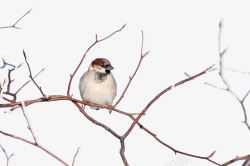 冬日动物树枝上的鸟高清图片