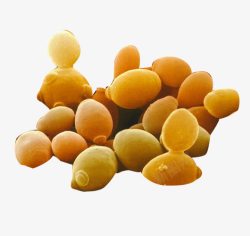 黄色酵母孢子素材