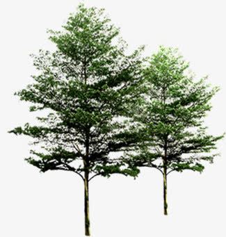 绿化植物景观树木png免抠素材_新图网 https://ixintu.com 景观 树木 植物 绿化