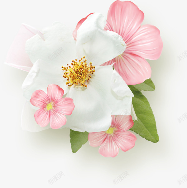 娇艳白色粉色花朵png免抠素材_新图网 https://ixintu.com 娇艳 白色 粉色 绿叶 节日 花朵