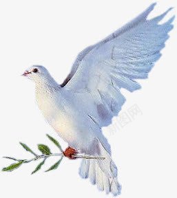 创意摄影白色的鸽子在树上休息png免抠素材_新图网 https://ixintu.com 休息 创意 摄影 树上 白色 鸽子