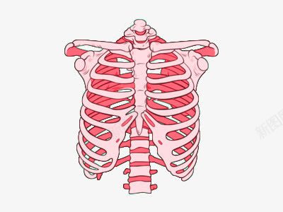 骨架png免抠素材_新图网 https://ixintu.com 肋骨 肌肉 脊椎 骨骼