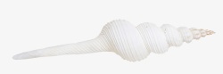 白色尖角海螺素材