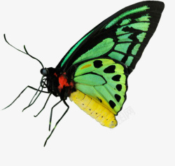 彩色小触角稀少的蝴蝶高清图片