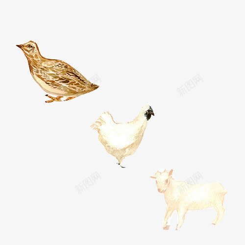 家禽手绘画片png免抠素材_新图网 https://ixintu.com 山羊 手绘家禽 白色母鸡 色彩画