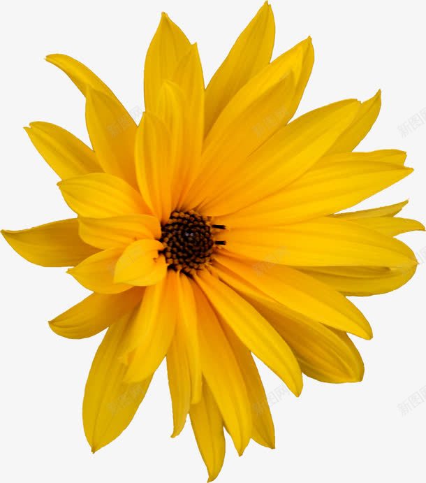 一朵黄色的向阳花png免抠素材_新图网 https://ixintu.com 植物 自然 花 花朵 花蕊 黄色花