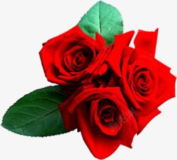 浪漫情人节玫瑰花束素材