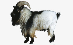 长毛羊山羊动物高清图片