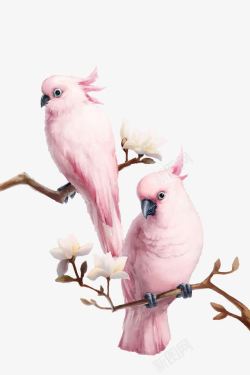 粉色鹦鹉粉色鹦鹉高清图片