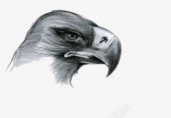 黑白鹰鹰头高清图片