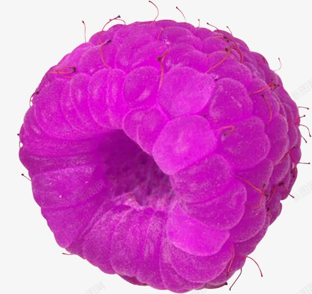 紫色诱人桑葚png免抠素材_新图网 https://ixintu.com 新鲜多汁桑葚 桑葚 水果 紫色 美味桑葚水果