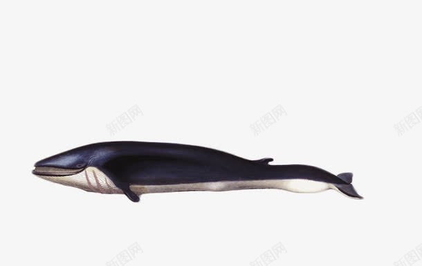 手绘鲸鱼png免抠素材_新图网 https://ixintu.com 手绘图片 海洋动物 鲸鱼素材 黑色