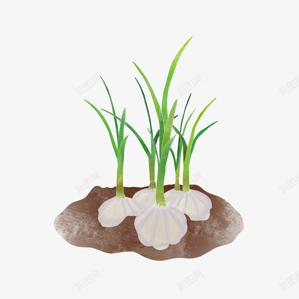泥土里正在生长的大蒜png免抠素材_新图网 https://ixintu.com 大蒜 希望 泥土 生长 绿
