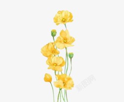 手绘黄色花朵花苞素材