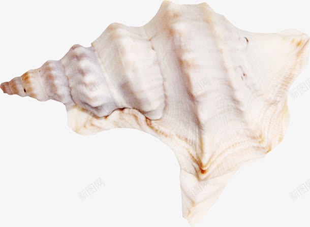 白色大型海螺png免抠素材_新图网 https://ixintu.com 大型 海螺 白色