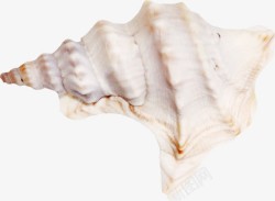 白色大型海螺素材