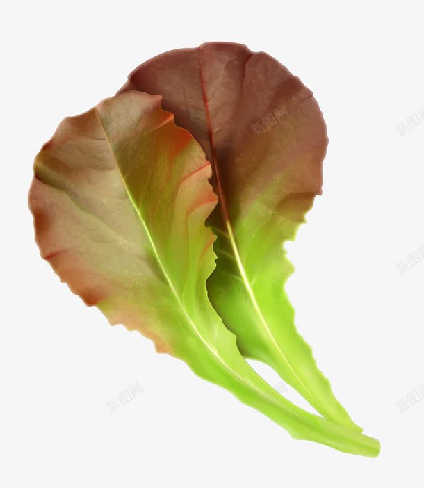 绿色写实青菜png免抠素材_新图网 https://ixintu.com 写实 绿色 青菜
