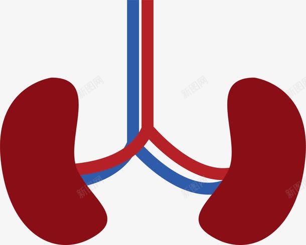 肾部器官png免抠素材_新图网 https://ixintu.com 卡通 器官 生物医药