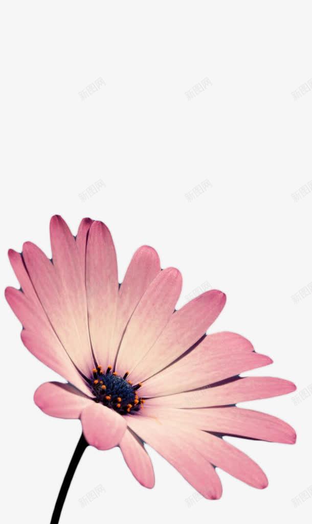 紫红色非洲菊png免抠素材_新图网 https://ixintu.com 一朵花 礼物 紫红色 非洲菊