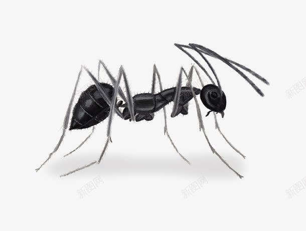 一只蚂蚁的png免抠素材_新图网 https://ixintu.com PPT讲义用蚂蚁图片 免抠素材蚂蚁 手绘蚂蚁图片 黑色的蚂蚁图片