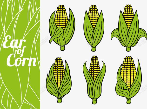 六个玉米png免抠素材_新图网 https://ixintu.com 包谷 成熟的玉米 玉米 粗粮