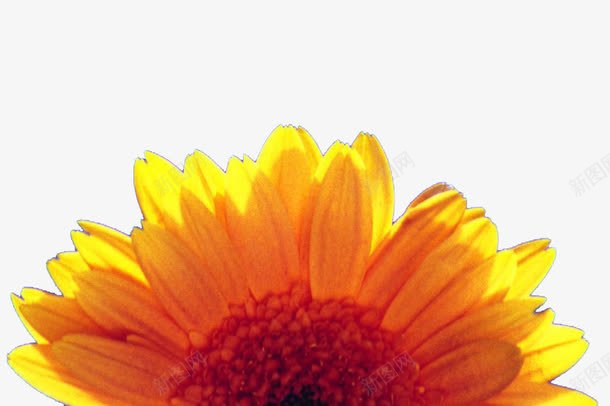 半颗向日葵png免抠素材_新图网 https://ixintu.com 向日癸 向日葵背景 精美花卉 花卉背景