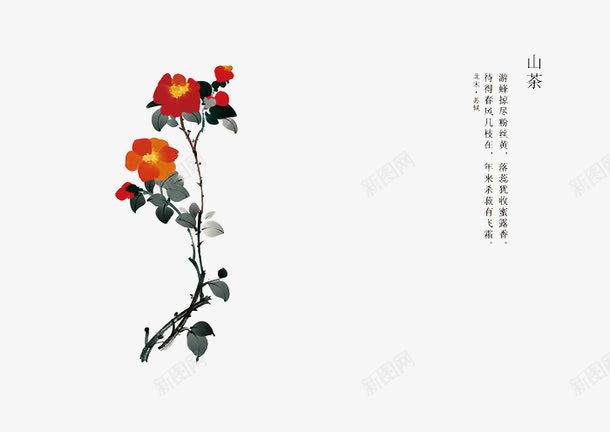 手绘花卉png免抠素材_新图网 https://ixintu.com 卡通 山茶花 手绘 手绘插画 手绘素材 插画