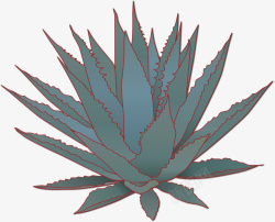 卡通罗勒属植物精细成熟龙舌兰矢量图高清图片