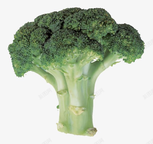 一颗花椰菜png免抠素材_新图网 https://ixintu.com png png素材 产品实物 时令蔬菜 蔬菜 西兰花 食物