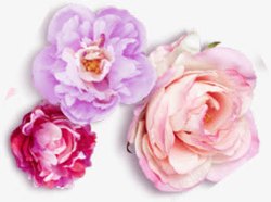 浪漫粉紫色玫瑰花装饰素材