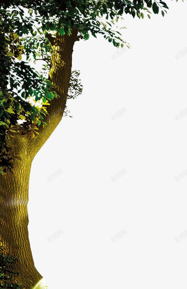 树干装饰图案png免抠素材_新图网 https://ixintu.com 图案 树干 植物 装饰 设计