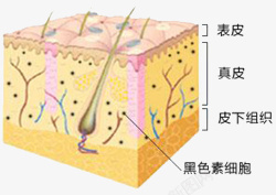 皮肤细胞素材