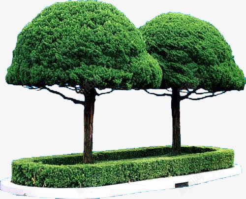 绿树主题植物png免抠素材_新图网 https://ixintu.com 主题 植物 素材 绿树