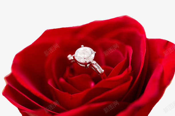 玫瑰上的戒指png免抠素材_新图网 https://ixintu.com 戒指 戒指玫瑰 玫瑰 玫瑰上的戒指 花朵 鲜花