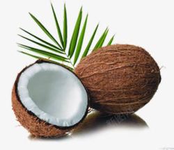椰子食物水果素材