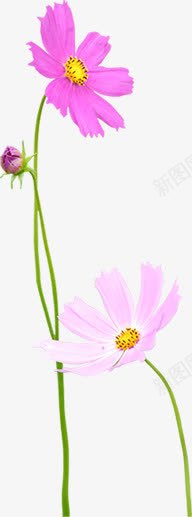 紫色春天花朵美景png免抠素材_新图网 https://ixintu.com 春天 紫色 美景 花朵