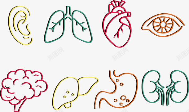 人体内脏png免抠素材_新图网 https://ixintu.com 人体内脏器官 健康 内脏 内脏图 器官 彩色 肺部
