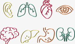 彩色肺部人体内脏高清图片