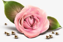 粉色玫瑰花朵玫瑰珍珠png免抠素材_新图网 https://ixintu.com 玫瑰 珍珠 粉色 花朵
