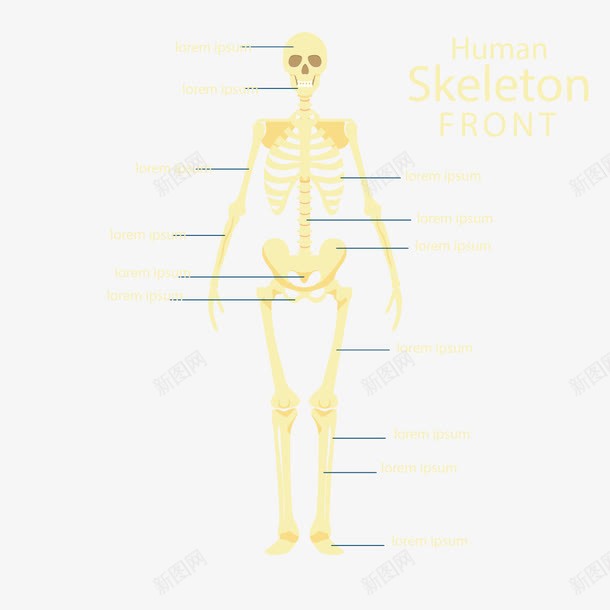 骷髅架png免抠素材_新图网 https://ixintu.com 人体 分解 头骨 骨架