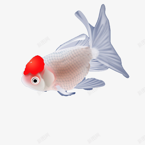 一条金鱼png免抠素材_新图网 https://ixintu.com 一条金鱼 带红色 白色金鱼 鱼素材