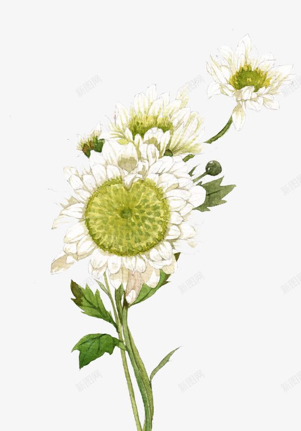 白绿色花朵png免抠素材_新图网 https://ixintu.com 植物背景 白色 绿叶 花瓣 装饰