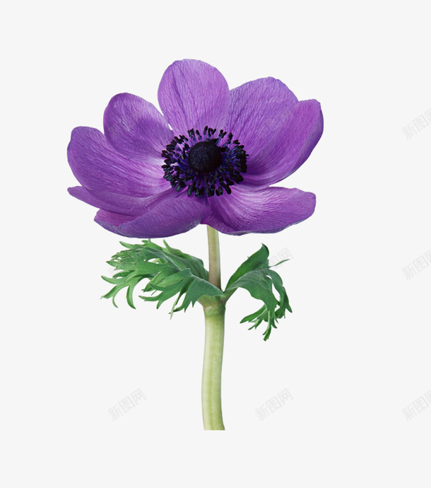 紫色花卉装饰图案png免抠素材_新图网 https://ixintu.com 紫色 花卉 花卉装饰 装饰图案